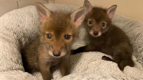 Baby foxes