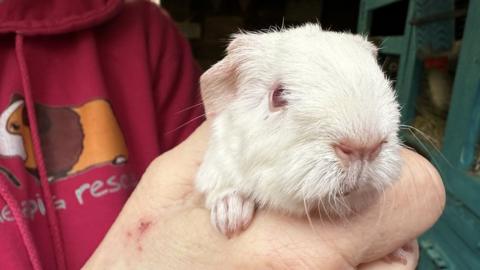 A guinea pig