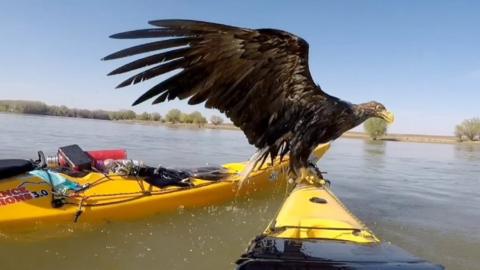 White-tailed eagle on a kayak