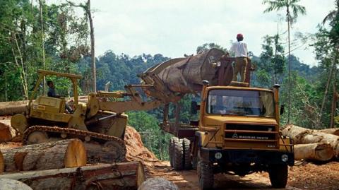 Lumber workers loading felled tree trunks onto truck in rainforest