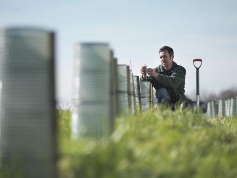 A man planting a tree