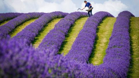 Lavender farmer Rory Irwin, from Scottish Lavender Oils, inspects the rows of folgate lavender ahead of this year's harvest at Tarhill Farm in Kinross. 27 July 2021