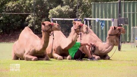 Three camels sit on the ground with their owner