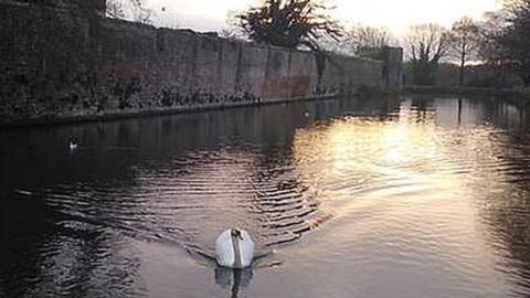 Wynn the swan