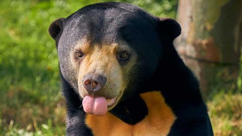 Sun bear