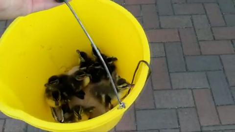 Ducklings in a bucket