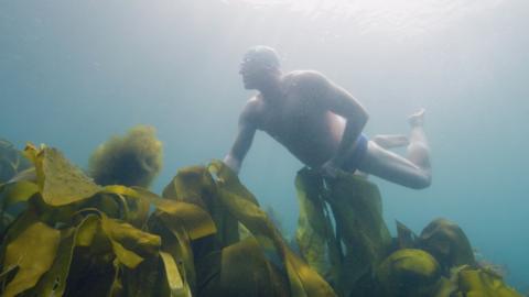 Kelp forest