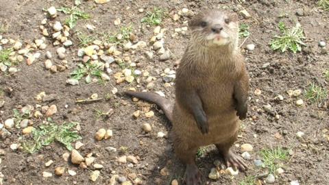 Otter standing up on its hind legs