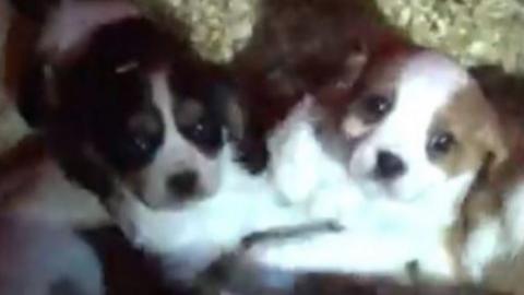 Ten puppies without a mother were found in one of the raids