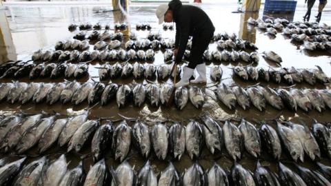 A buyer inspects fish at the Kiikatuura fresh tuna market in 2014 in Nachikatsuura, Japan