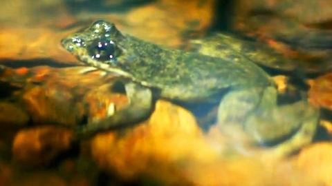 Togo slippery frog