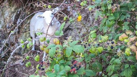 Sheep on a ledge amid brambles