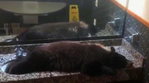 bear asleep in a sink