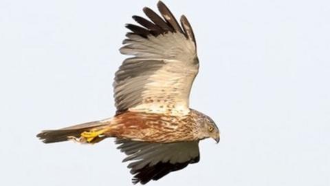 A male Marsh Harrier