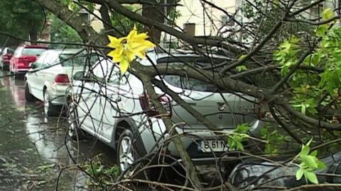 Car damaged by fallen tree in Romania