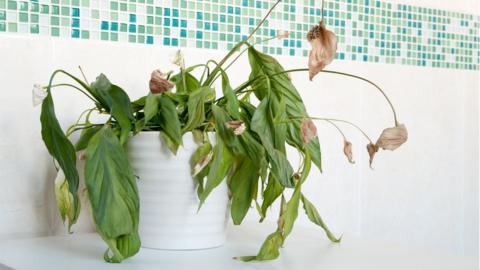 Don't let your lovely plants meet the same fate as this spathiphyllum (Peace Lily)