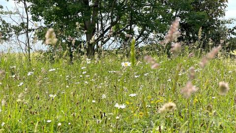 There has been a huge decline in Scotland's wildflower meadows.