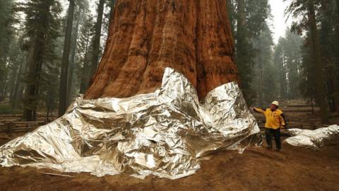 Sequoia tree