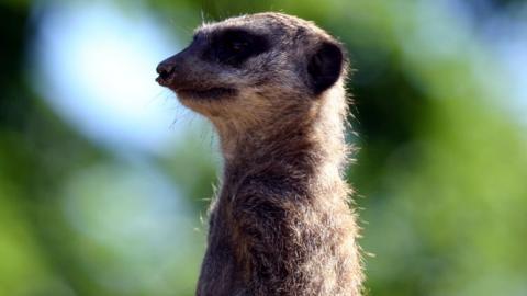 A meerkat on the look out in their enclosure at London Zoo on 14 May 2005