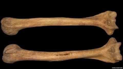 Oldest UK case of rickets in Neolithic Tiree skeleton - BBC News