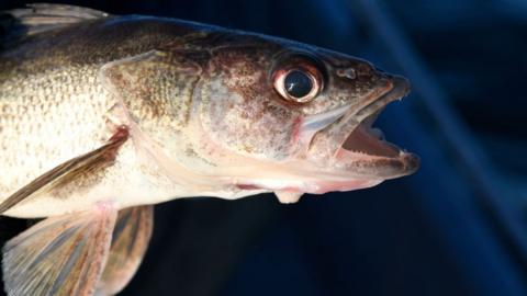 A male walleye fish from Lake Pueblo State Park caught during the annual Colorado Parks and Wildlife walleye spawn operation.