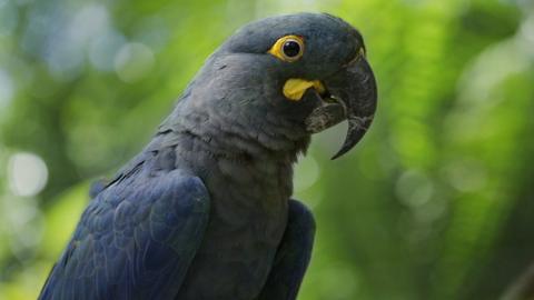 Blue macaw