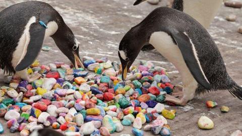 Penguins looking over painted pebbles.