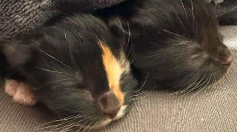 Two kittens lying next to each other. One is black with a stripe of ginger and white near its eye, and the other is black with a white chin.