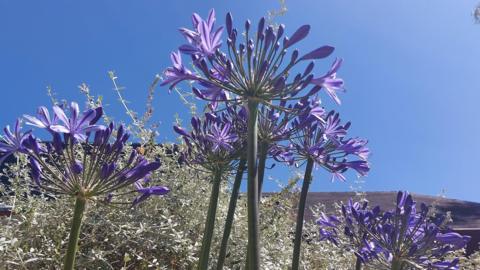 Seven or eight purple flowers positioned extremely close to the camera look like exotic trees, with other light green bushes and the sky further behind