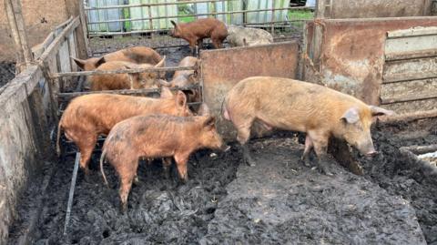 Approximately eight pigs are in mud-covered pens. They are separated by rusty metal and gates.