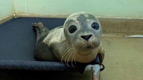 A close up image of a seal looking to camera inside a room in a wildlife rescue centre in Hastings