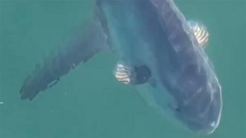 A still from the video showing the sunfish in the water off Bridlington