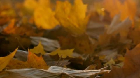 Brown leaves in a pile on the ground with the sun shining through them