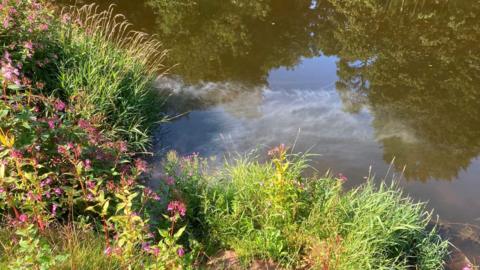 A milky, grey substance is flowing in the River Eden. The river is a green/brown colour and has fireweed and lots of plants growing on the bank. The reflection in the water shows large oak trees.