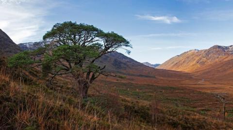 Pine tree in Glen Loyne