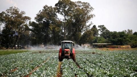 A tractor in the middle of a field of cabbages, with apparatus coming out either side and spraying the leaves