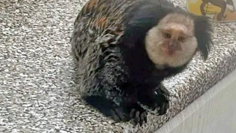 Marcel the marmoset sitting on countertop