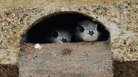 Two swifts sitting in a swift box up the tower. Their small heads are poking through the hole. They have light grey feathers and white under their beak.