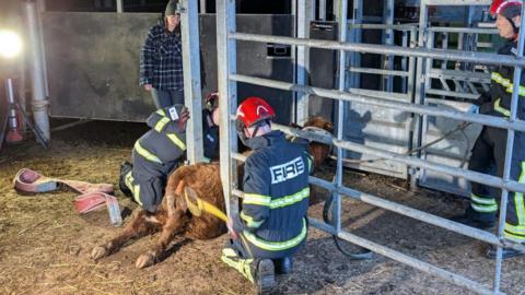 Firefighters kneel around a brown cow on the floor of a barn between two metal posts.