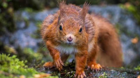 A close up image of a red squirrel with its distinctive tufty ears. It is looking straight at the camera.