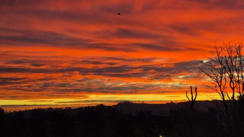 Picture of an early sunrise. The sky is red and orange and cloudy, and there is a small bird in the sky. The silhouette of trees is visible.