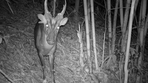 Photo deer in a forest taken at night