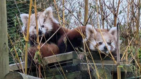 Two red pandas sitting on a wooden platform within a fenced compound, looking towards the camera