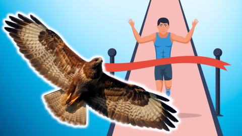 Buzzard and person running race. 