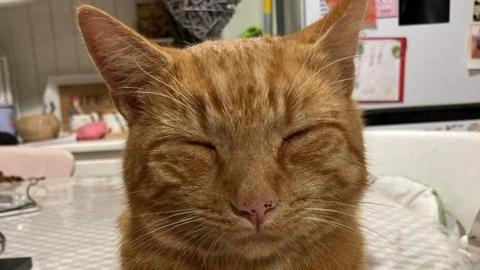 Close-up of Teddy the cat sitting on a table