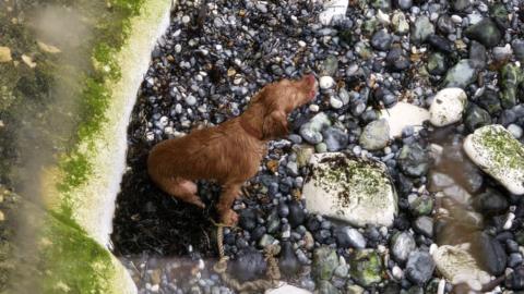 A brown dog, seen from above, stranded on rocky beach.