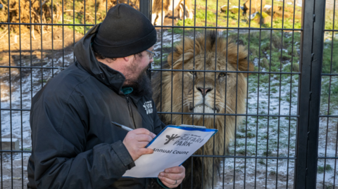 A man wearing a black woolly hat and a black coat holds a pen and notepad while sat next to a black metal fence as a lion stands on the other side.