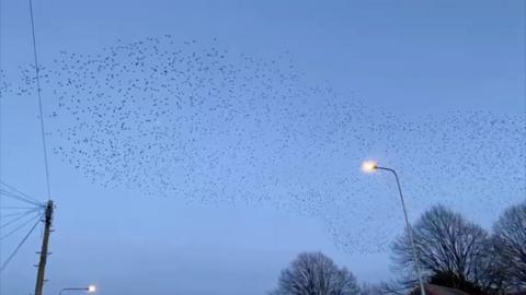 Starling murmeration 