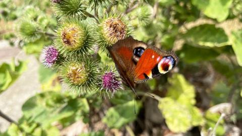 Red patterned butterfly on a bunch of purple thistle flowers