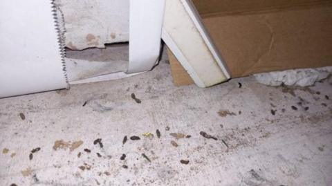 Small brown mouse droppings are all over a white concrete floor. 